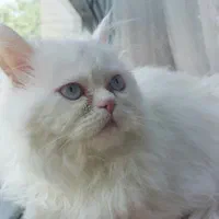 گربه پرشین نر آماده جفتگیری