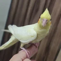 عروس هلندی|پرنده|تهران, خانی آباد نو جنوبی|دیوار