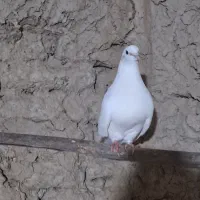 کبوتر فروشی|پرنده|شاهرود, |دیوار