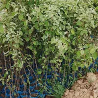 فروش نهال کیسه