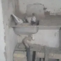 کبوتر پلاکی