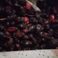 میوه نسترن ( گیلدیک)