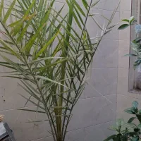 درخت خرما