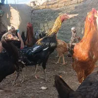 مرغ و خروس لاری اصیل