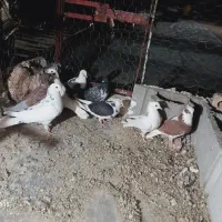 کبوتر