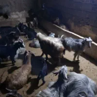 1راس‌بره1راس‌بز