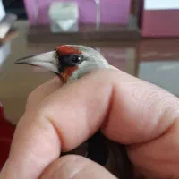 سره|پرنده|تهران, صادقیه|دیوار