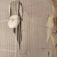 عروس‌علندی
