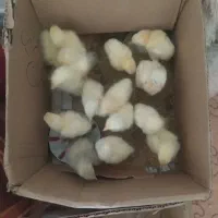 جوجه گوشتی