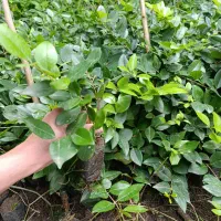 یاس نشائی|گل و گیاه طبیعی|کلاچای, |دیوار
