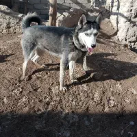 سگ هاسکی|سگ|زهک, |دیوار