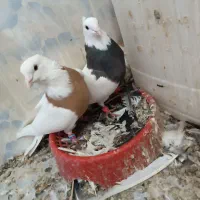 جفت طوقی|پرنده|کارون, |دیوار