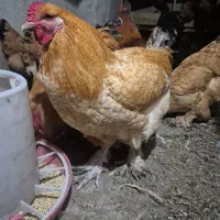 خروس برهما ۸عدد نژاد اصل|حیوانات مزرعه|چمستان, |دیوار