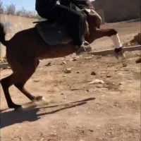 اسب|اسب و تجهیزات اسب‌سواری|بوئین زهرا, |دیوار