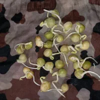 بذر نخود فرنگی پفکی|گل و گیاه طبیعی|مینودشت, |دیوار