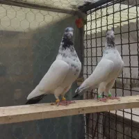 جفت کله سبز دم سبز