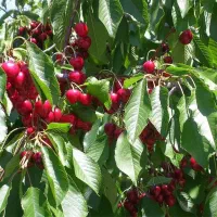 نهال آلبالو گوشواره ای