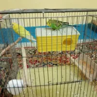 یک جفت مرغ عشق|پرنده|مسجد سلیمان, |دیوار