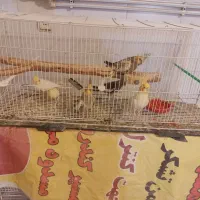 عروس هلندی|پرنده|باسمنج, |دیوار