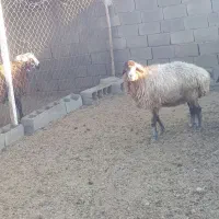 میش جوان چاق بزغاله