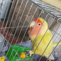 طوطی برزیلی|پرنده|شبانکاره, |دیوار