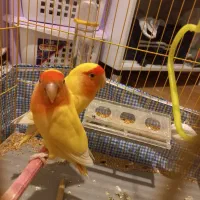 دو تا کوتوله برزیلی آواز خوان