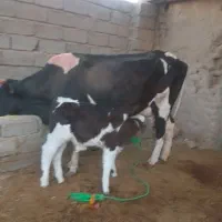 گاو با گوساله نر