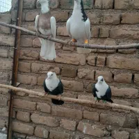 ۸کبوتر رنگی|پرنده|بوئین زهرا, |دیوار