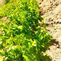 فروش نهال انگور دوساله