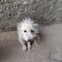 سگ پاکوتاه