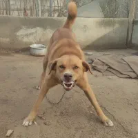 سگ نگهبان رسمی