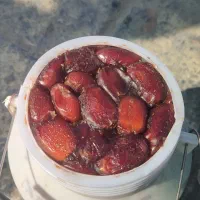 خرما هلیله تازه|خوردنی و آشامیدنی|ایرانشهر, |دیوار