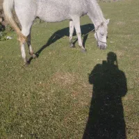 اسب|اسب و تجهیزات اسب‌سواری|سبلان, |دیوار