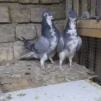 کبوتره دمگیره دوبحر فروشی