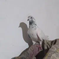 کله ای پرش بالا