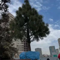 جابجایی درخت و کاشت انواع درخت بن بالا