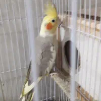 عروس هلندی فنچ کرواتی گلو بریده