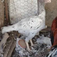 مرغ لاری خروس لاری|حیوانات مزرعه|شیراز, قلعه نو|دیوار
