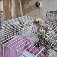 عروس هلندی یک ماه دستی|پرنده|مشهد, امام خمینی|دیوار