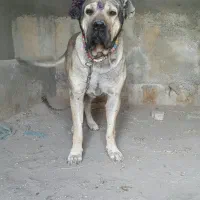 سرابی بینظیر