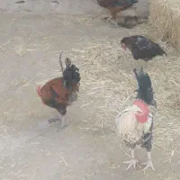 خروس چاق جهت قربانی|حیوانات مزرعه|قنوات, |دیوار