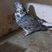 کبوتر پشت دری