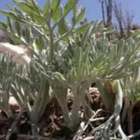 دبه ۱۰ کیلویی ترشی بیلهر