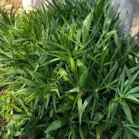 گل پالم لاتانیا|عمدهفروشی|تنکابن, |دیوار