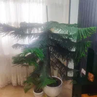 کاج مطبق ۱۲ساله