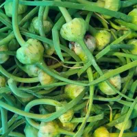 گل سیر