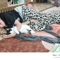 گربه|گربه|یزد, |دیوار