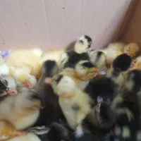 فروش ویژه جوجه اردک محلی