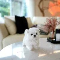 هاپو واگذاری توله سگ نانازی4900