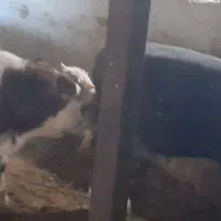 گوساله نرسیمینتال|حیوانات مزرعه|اسدآباد, |دیوار